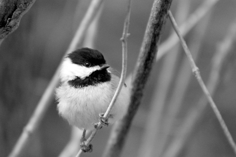 Chickadee 2 
